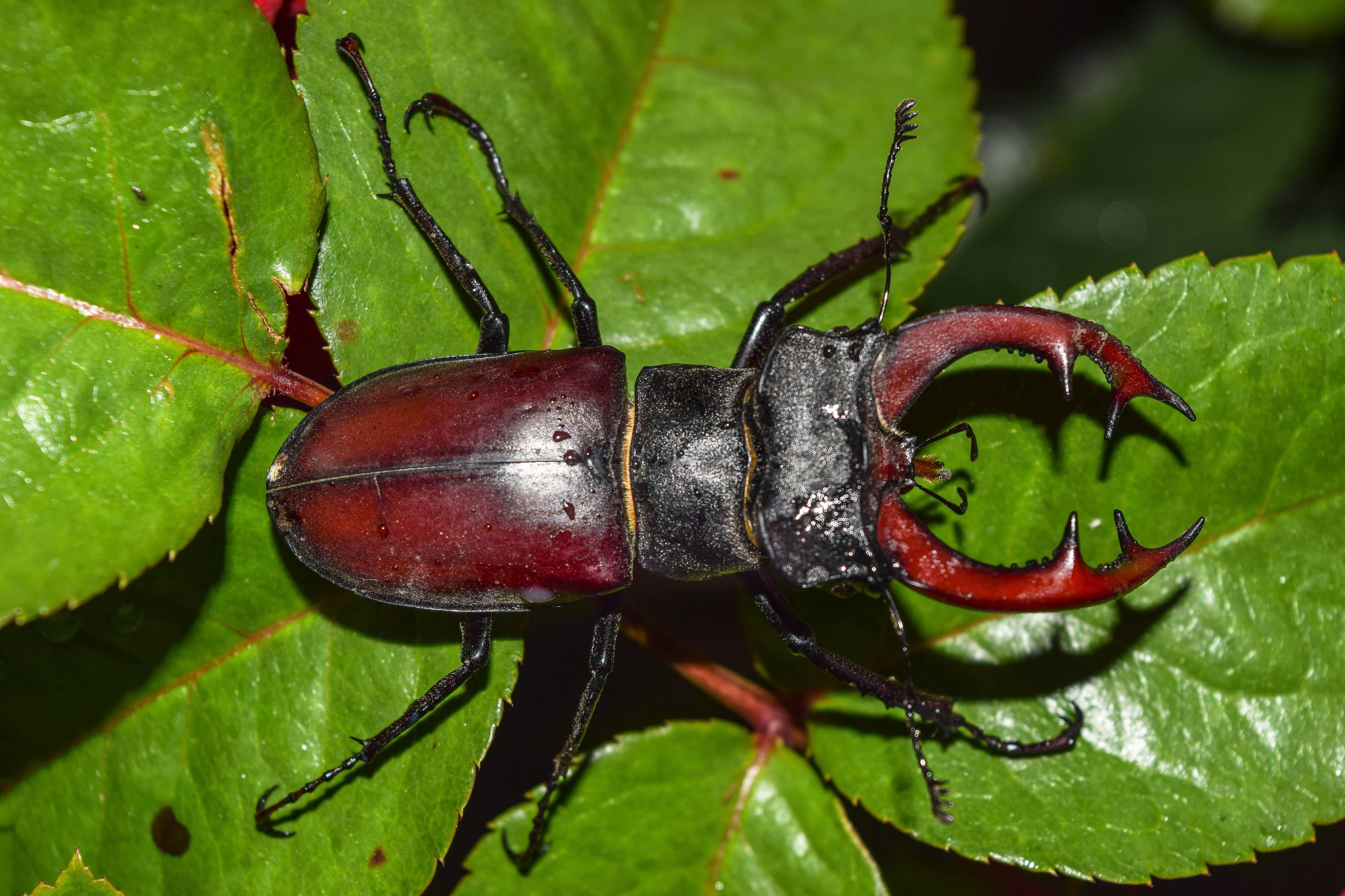 Bugs as Pets: A Fascinating World of Creepy-Crawlies