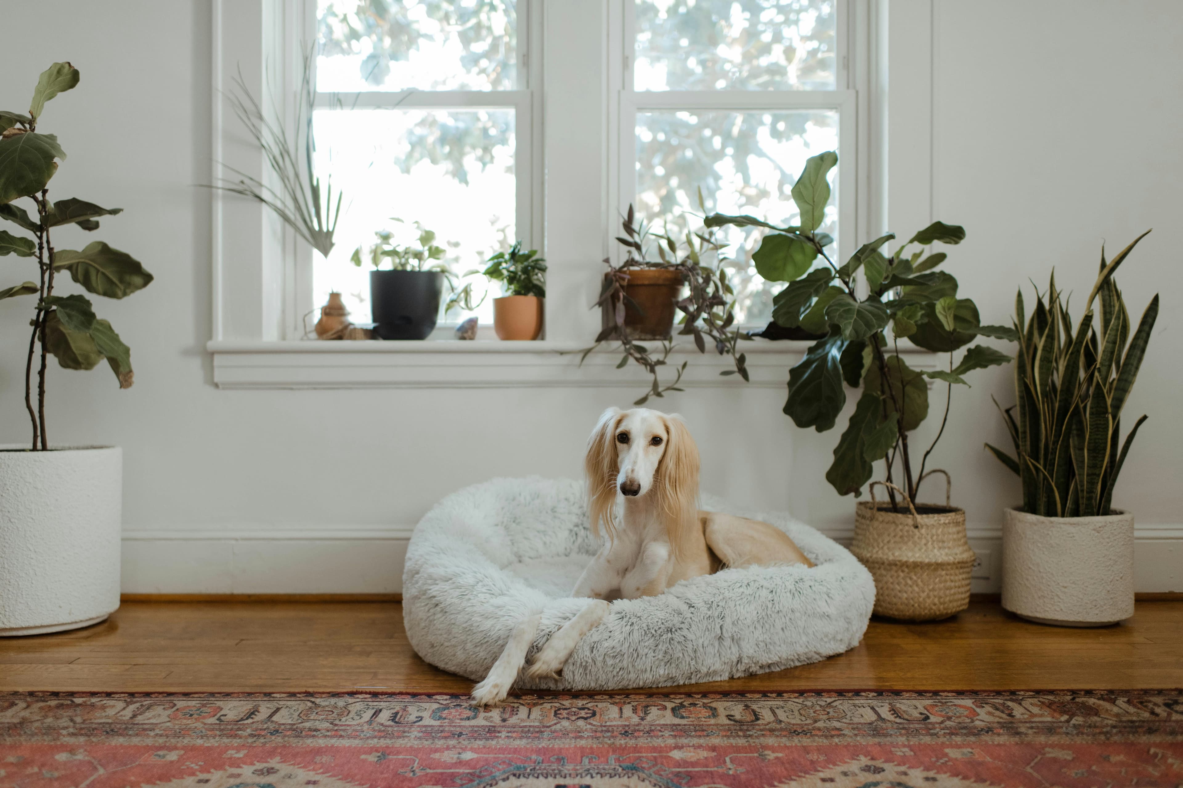 Understanding Dog Vomiting: Causes, Symptoms, and Solutions