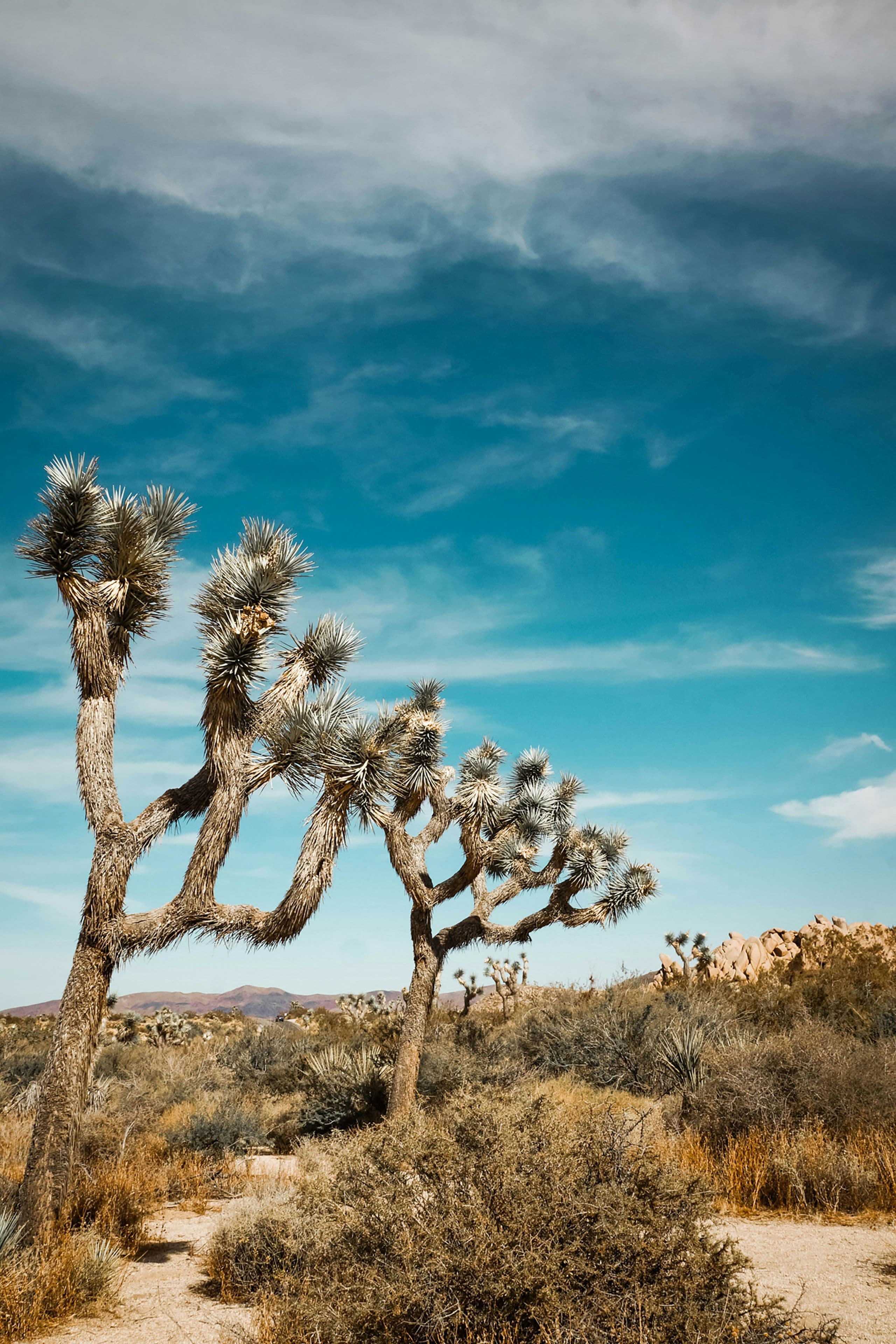 Joshua Tree National Park Updates for 2025